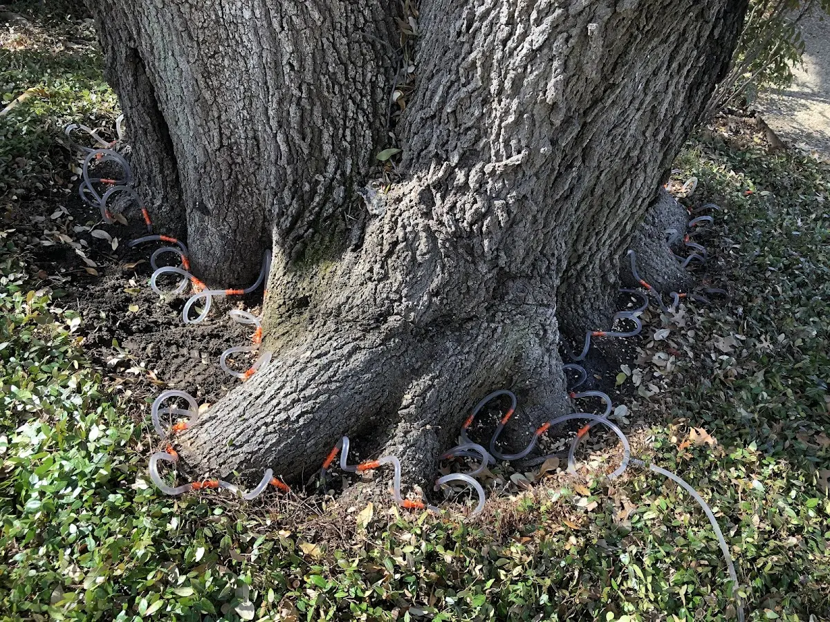 Detailed Tree Cabling and Bracing job site in Marshalltown