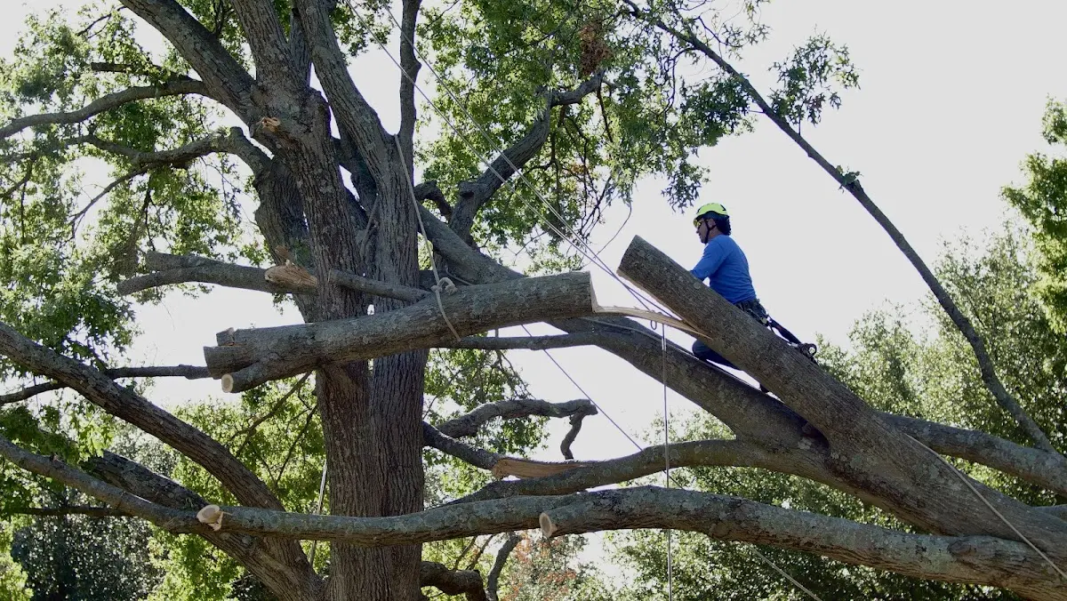 Professional Crown Thinning performed by certified arborists in Marshalltown