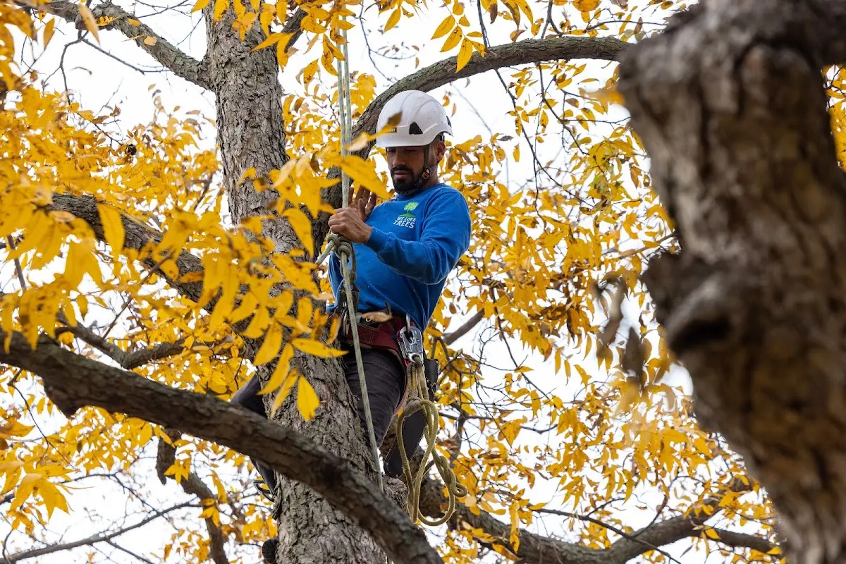 Skilled Tree Pruning crew working in Marshalltown