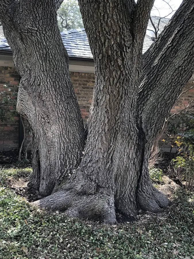 Mature heritage tree close to a Marshalltown property cared for by certified arborists